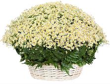 Цветочная композиция из Ромашки в корзине #REPLACE_PRED# Посёлок имени М. И. Калинина